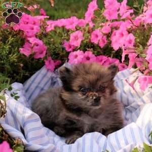 Abby, Pomeranian Puppy